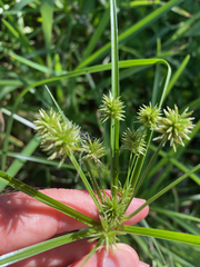 Cyperus croceus