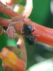 Nannotrigona perilampoides