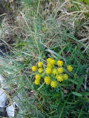 Bupleurum ranunculoides