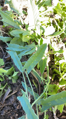 Convolvulus equitans