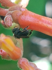 Nannotrigona perilampoides