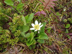 Caltha leptosepala