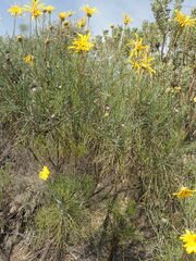 Euryops