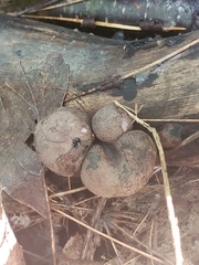 Daldinia childiae