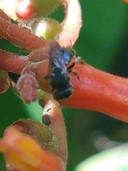 Nannotrigona perilampoides