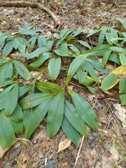 Clintonia umbellulata