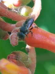 Nannotrigona perilampoides