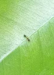 Monomorium floricola