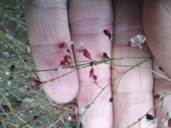 Eriogonum apiculatum