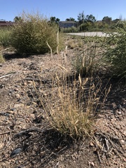 Bouteloua gracilis