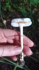 Amanita russuloides