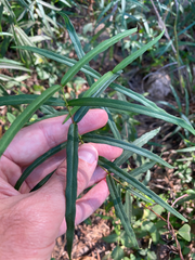 Thyrsanthella difformis