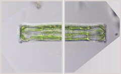 Pleurotaenium subcoronulatum