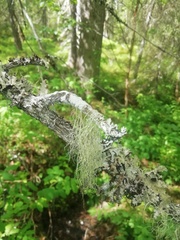 Usnea dasopoga