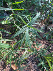 Thyrsanthella difformis