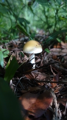 Amanita russuloides