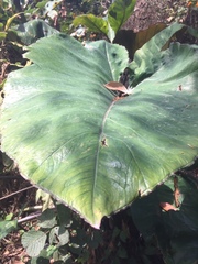 Xanthosoma sagittifolium