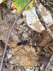 Protichneumon grandis