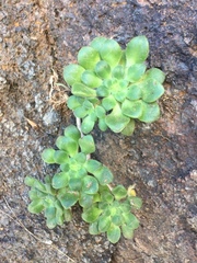 Aeonium urbicum image