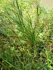 Carex trichocarpa