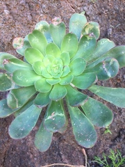 Aeonium lindleyi image