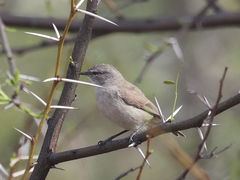 Eremomela icteropygialis