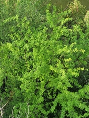 Vachellia schaffneri bravoensis