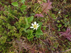 Caltha leptosepala