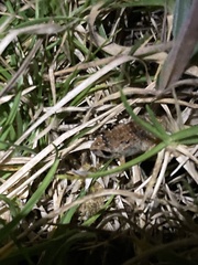 Pristimantis unistrigatus