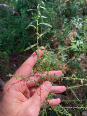 Symphyotrichum dumosum