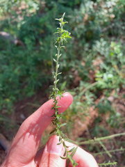 Symphyotrichum dumosum