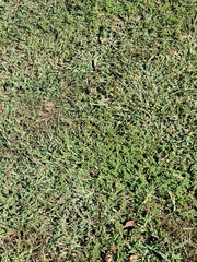 Stenotaphrum secundatum