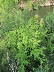 Vachellia schaffneri bravoensis