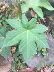 Ricinus communis
