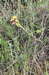 Ophrys sphegodes