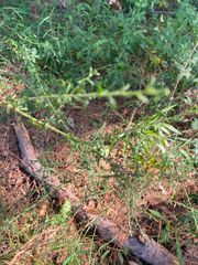 Symphyotrichum dumosum