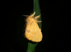 Artaxa