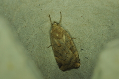 Cryptocala acadiensis