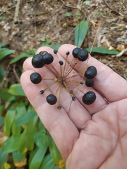 Clintonia umbellulata