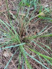 Poaceae