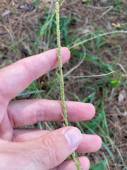 Poaceae