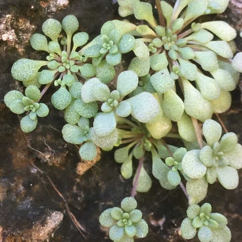 Monanthes brachycaulos