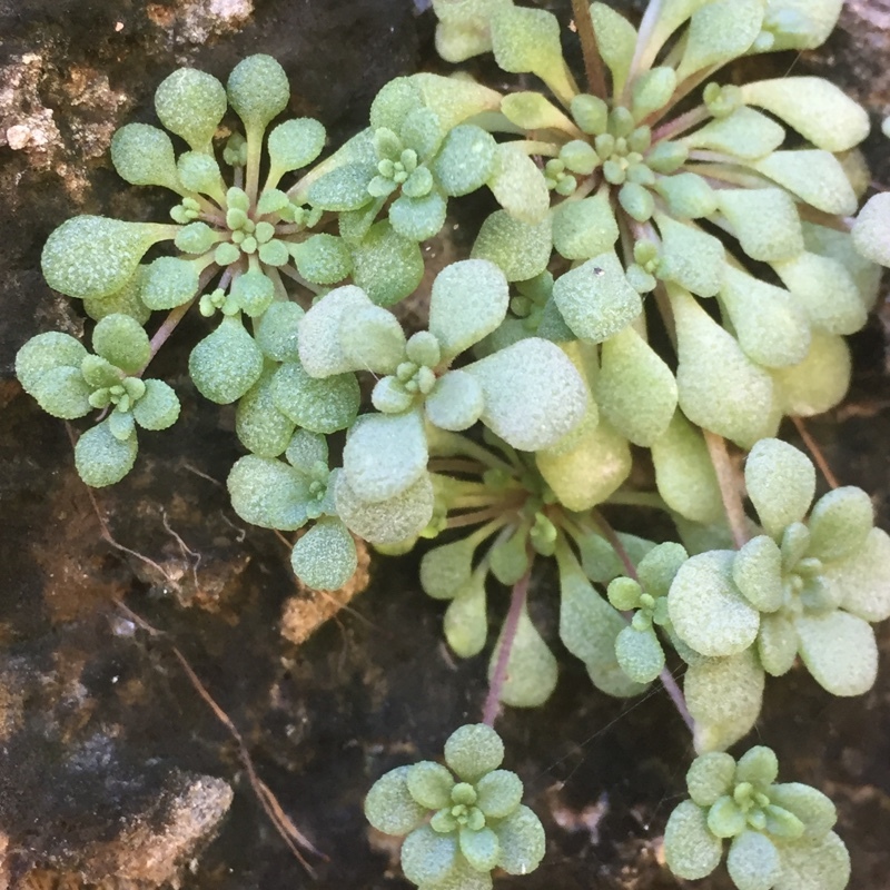 Sempervivum brachycaulon (Webb & Berthel.) Kuntze