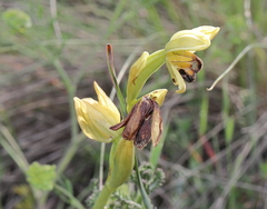 Ophrys sphegodes