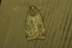 Cryptocala acadiensis