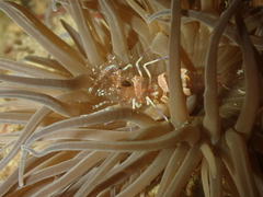 Periclimenes sagittifer