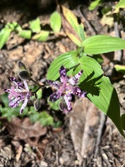 Tricyrtis