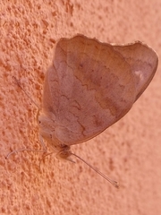 Lepidoptera