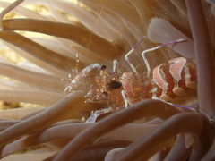 Periclimenes sagittifer