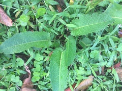 Rumex obtusifolius